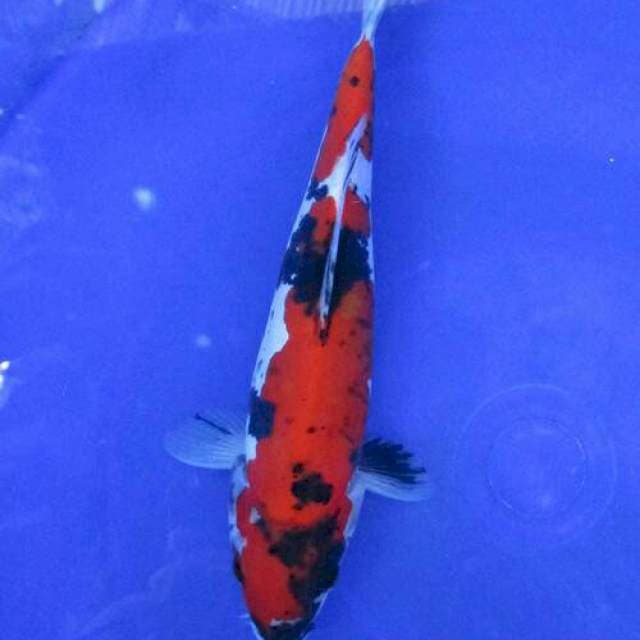 Doitsu showa ±25 cm