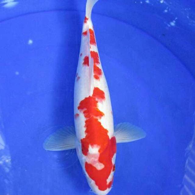 Kohaku inazuma ori ±30cm