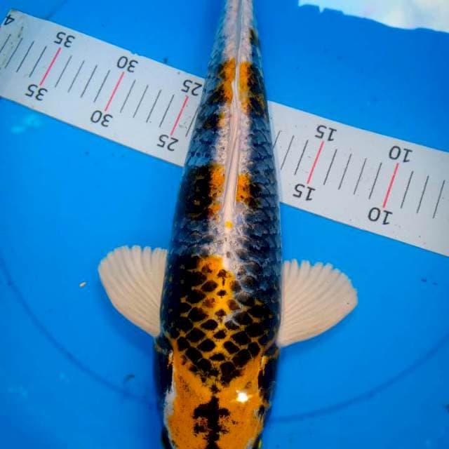 42cm