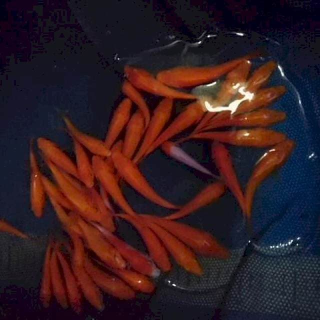 Orenji mix 35 ekor