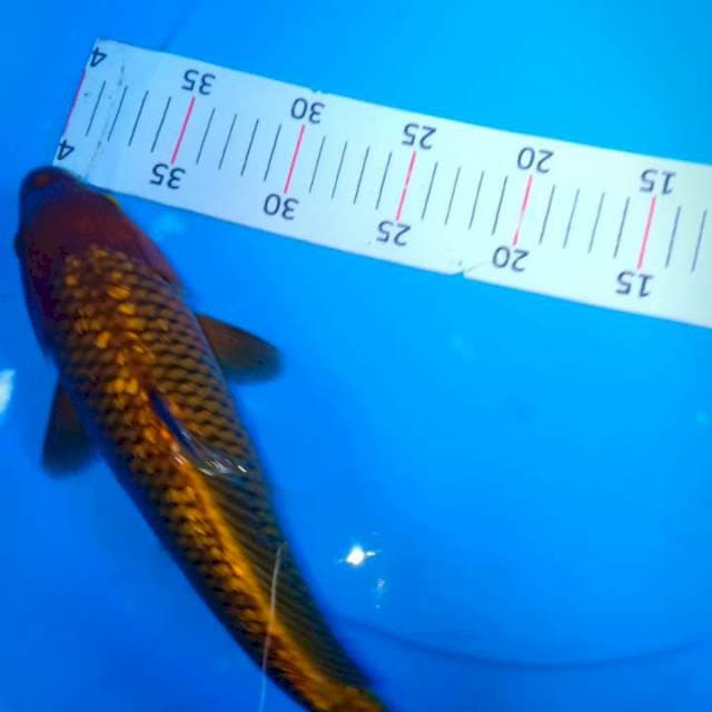 30cm