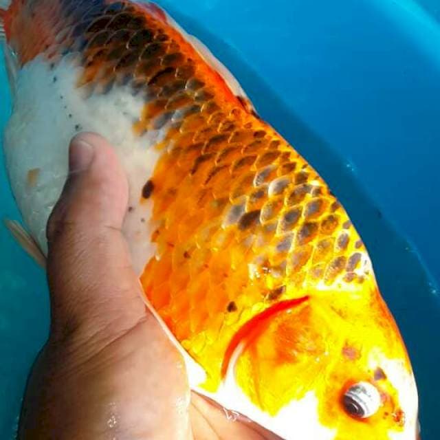 Kujaku berpunuk