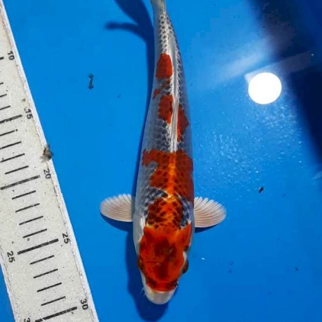 KUJAKU 26 CM