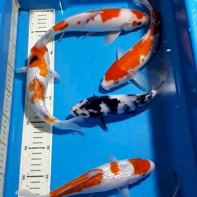 GINDRIN SHOWA,SANKE&SHIRO 23 SAMPAI 26 CM