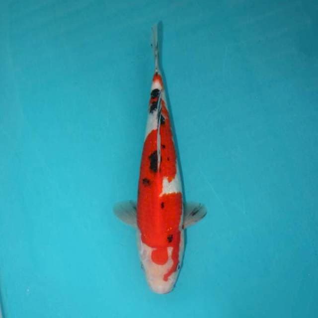 SANKE 27 CM