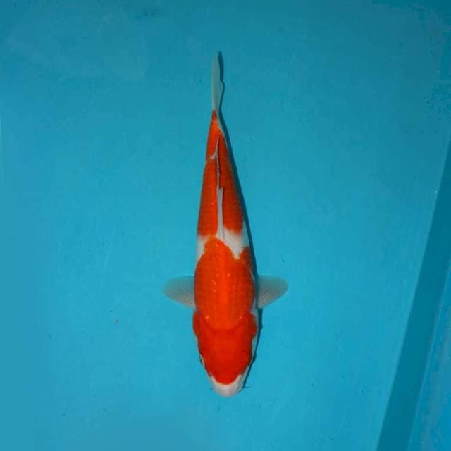 KOHAKU_29 CM