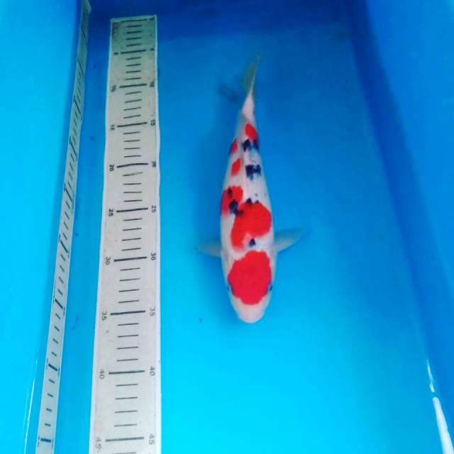 Sanke 26 cm
