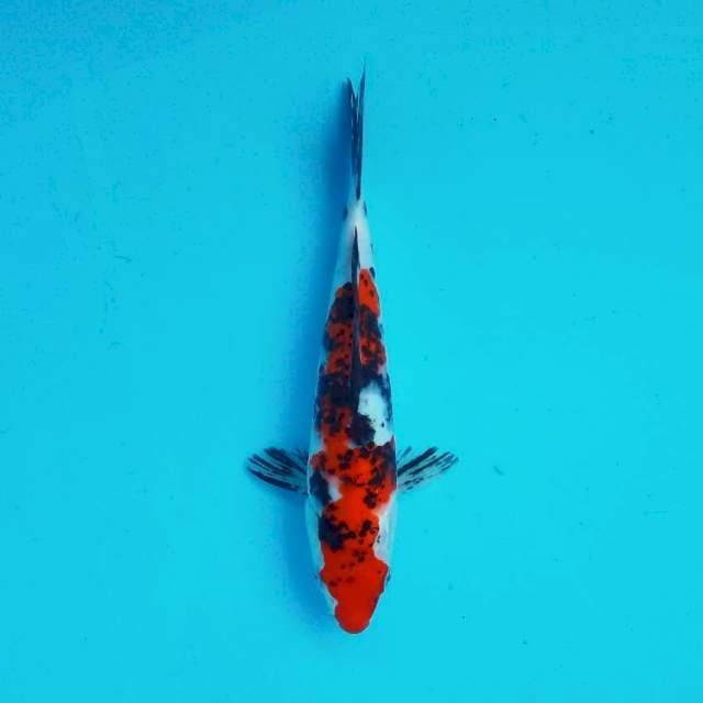 B. 27cm SANKE