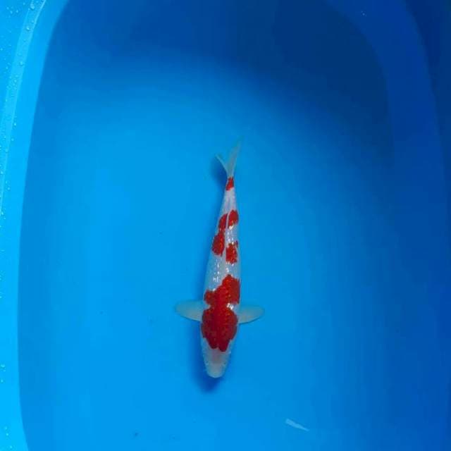 SQ- GINRIN KOHAKU