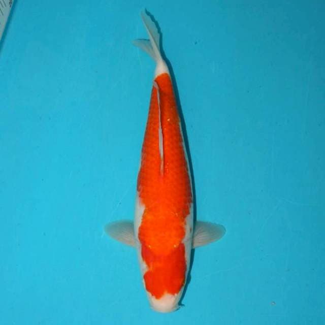 KOHAKU 28 CM
