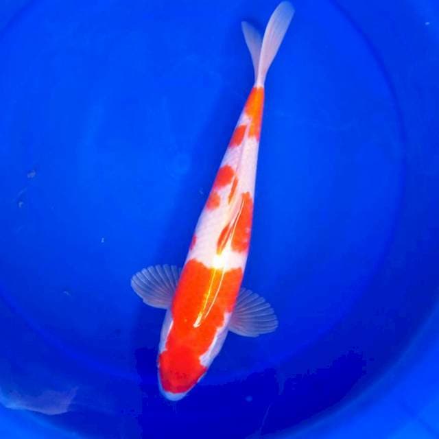 H. 34cm KOHAKU