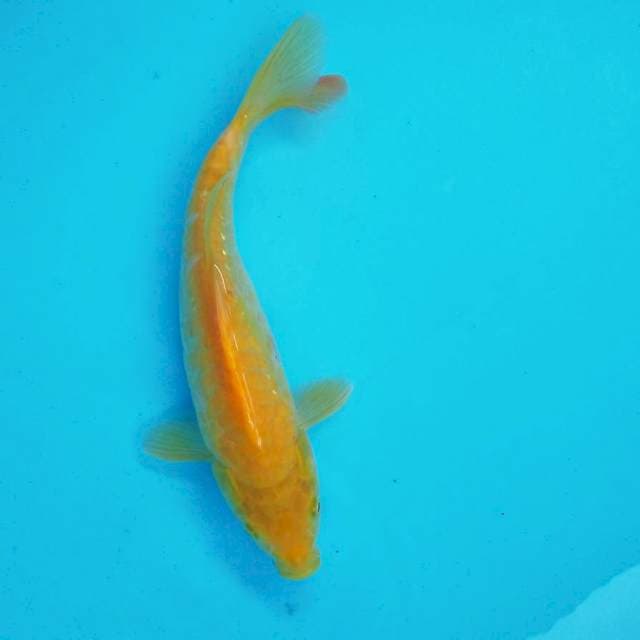 I. 30cm KARASI ARAGOKE