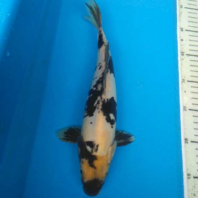 shiro 30bu