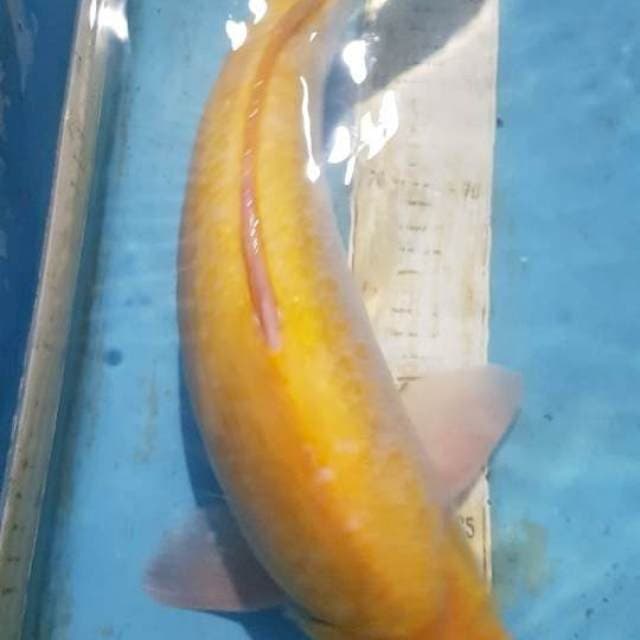 Male Mata merah Bullky