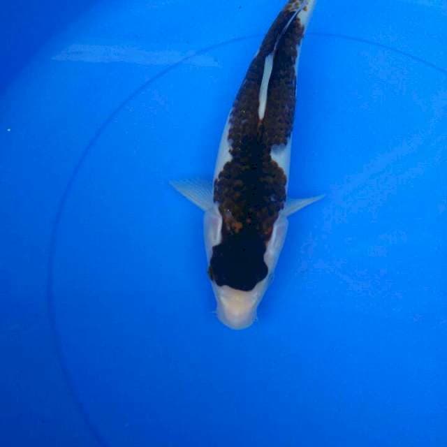 Bodogoromo 30cm