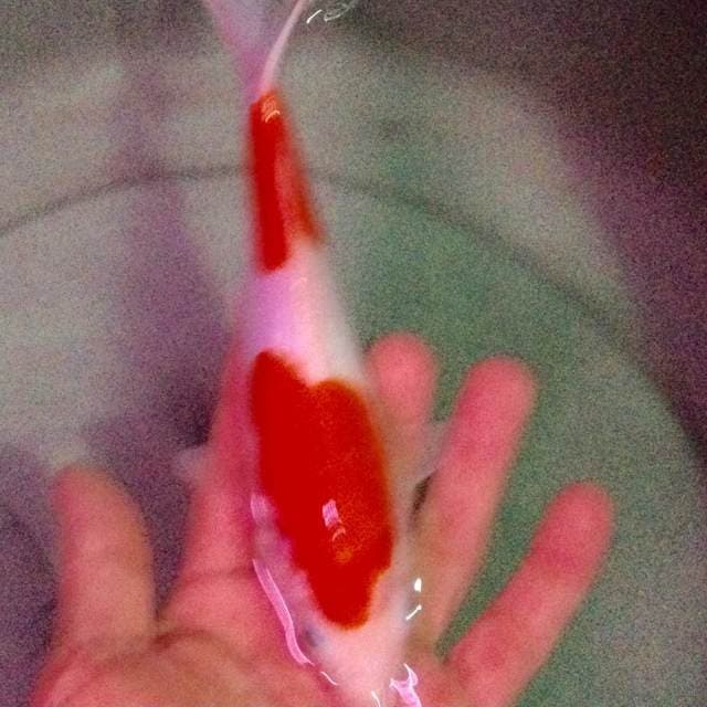 kohaku 3 step
