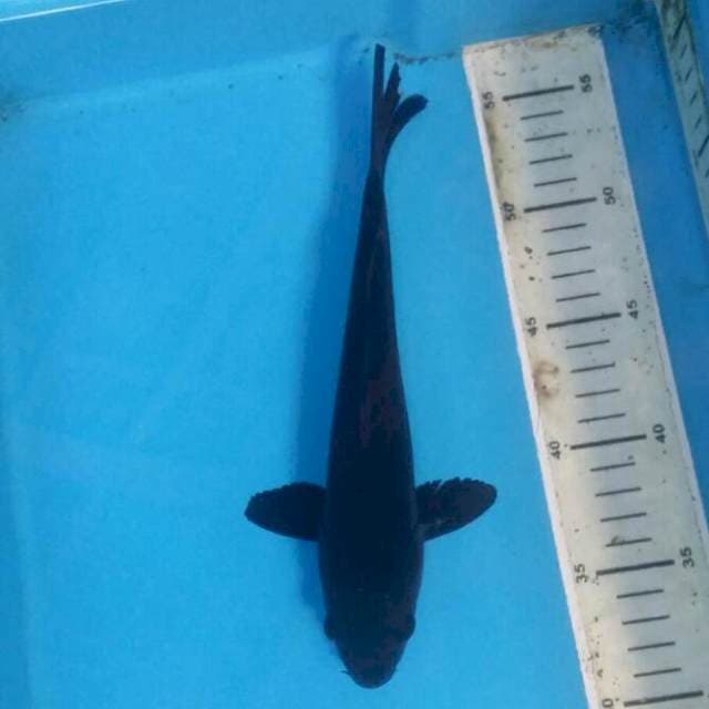 Karasu hitam pekat