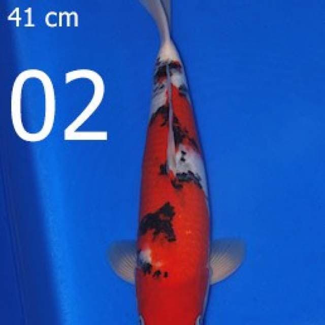 Sanke Sakai