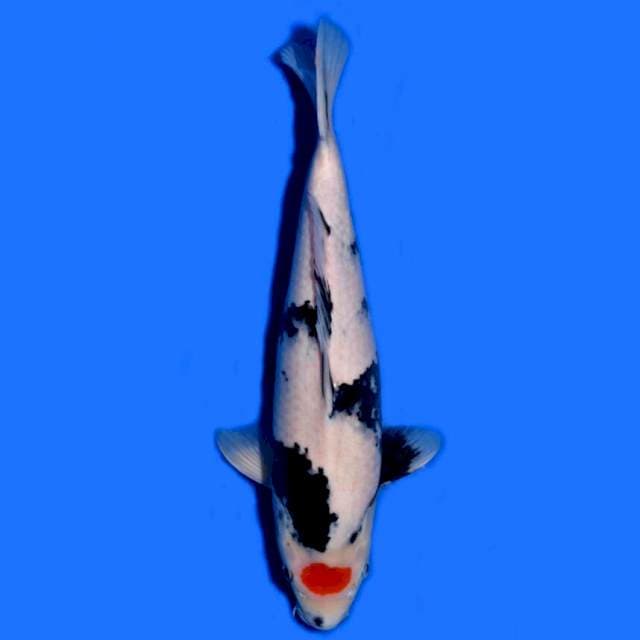 Tancho Showa (Isa Farm) 42 cm. Import dan sertifikat