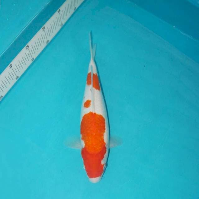 KOHAKU 30 CM