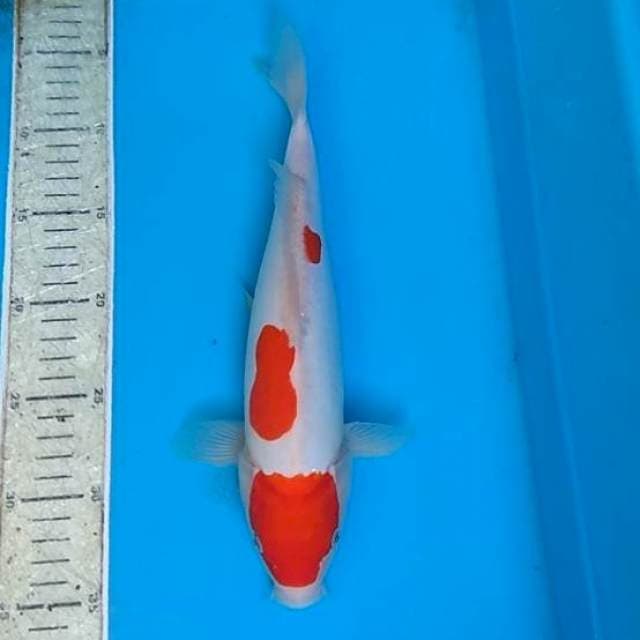 Kohaku doit 31cm