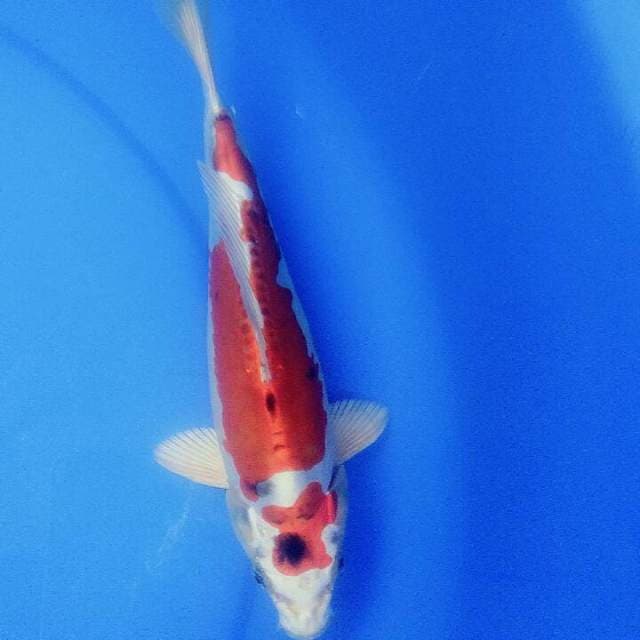 Maruten heishi nishiki