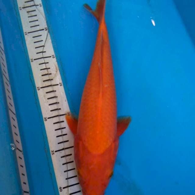 BENIGOI sisik 33 cm