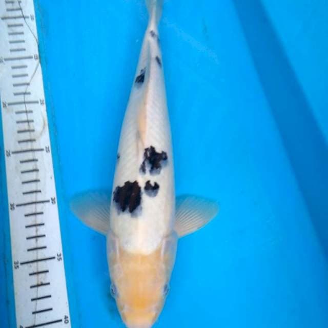 BEKKO BAGUS 35 cm
