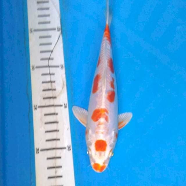 MARUTEN KiKUSHUI
