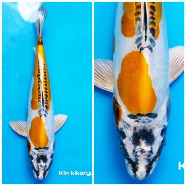 Yellowfin kikoryu