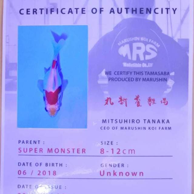 Tamasaba (Marushin) 11 cm. Import dan sertifikat