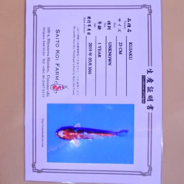 Kujaku (Saito) 23 cm. Import dan sertifikat