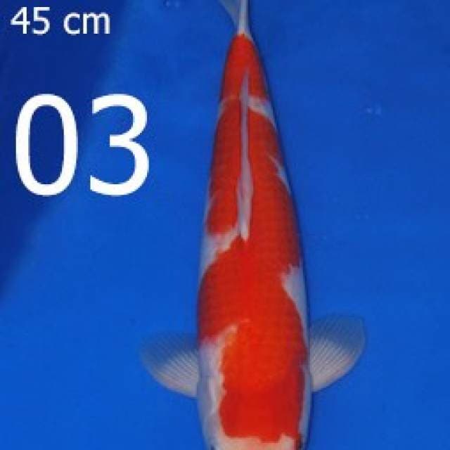 Kohaku Sakai