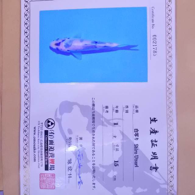 Shiro Utsuri (Omosako) 15 cm import dan sertifikat