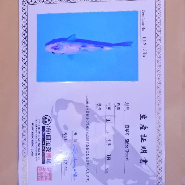 Shiro Utsuri (Omosako) 18 cm. Import dan sertifikat