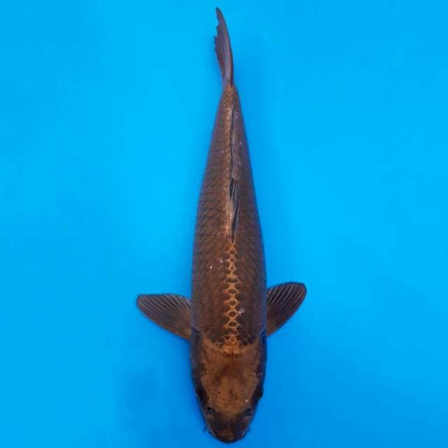 Dainichi tembaga