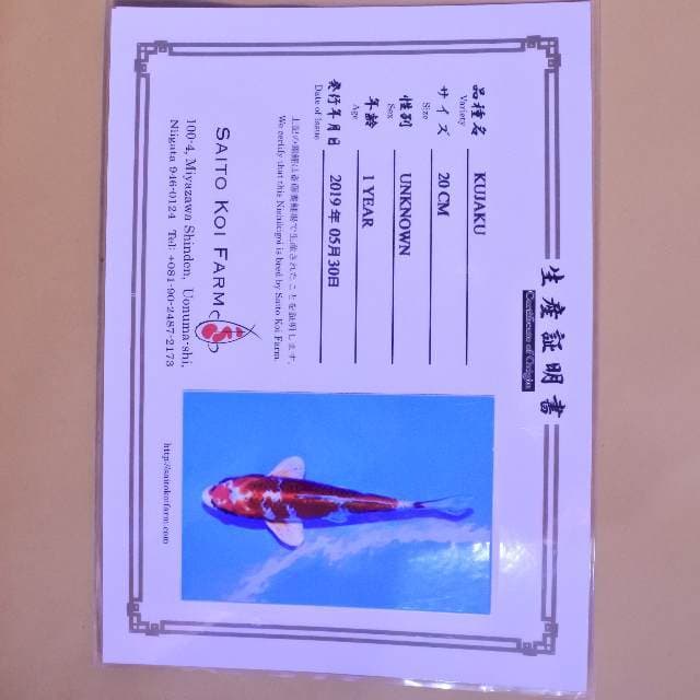 Kujaku (Saito) 20 cm. Import dan sertifikat