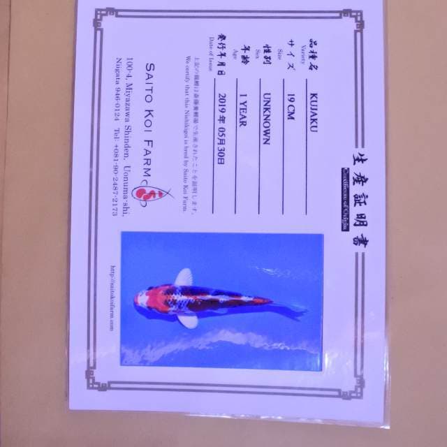 Kujaku (Saito) 19 cm. Import dan sertifikat