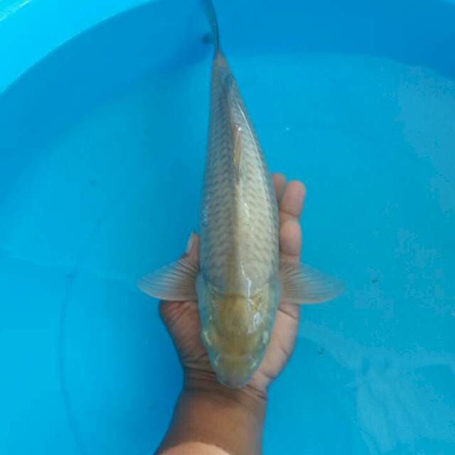 saraghoi