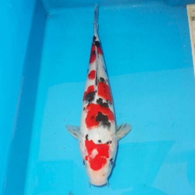DALMATION SANKE