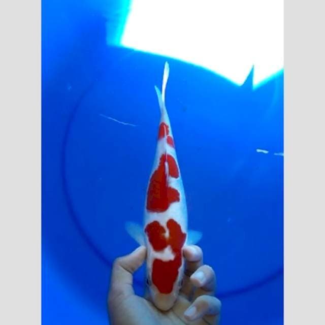 kelas berat super kohaku 3step