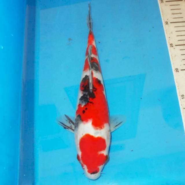 SANSHOKU