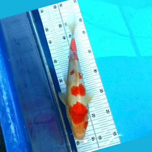 Sanke 27cm
