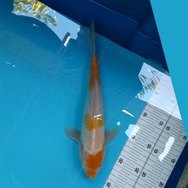 Kigoi Doit 30cm
