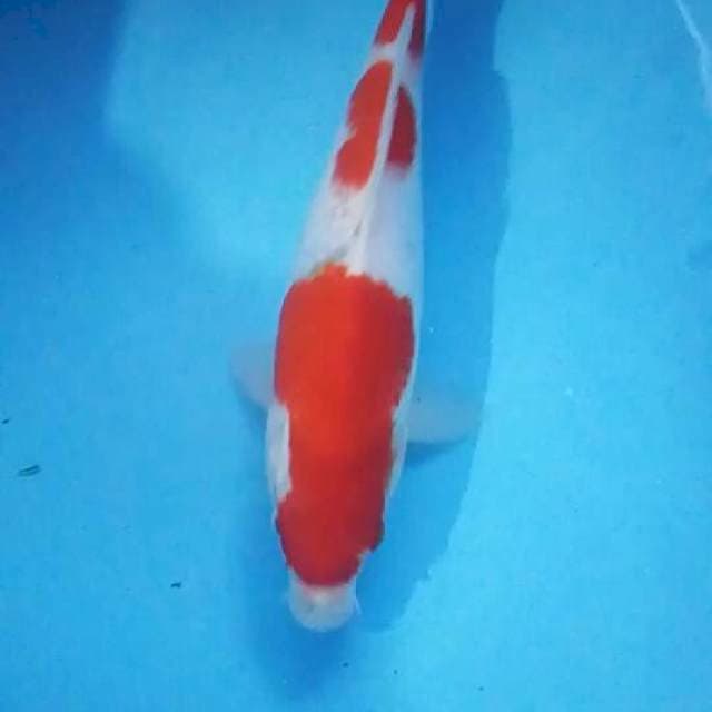kohaku 33 cm