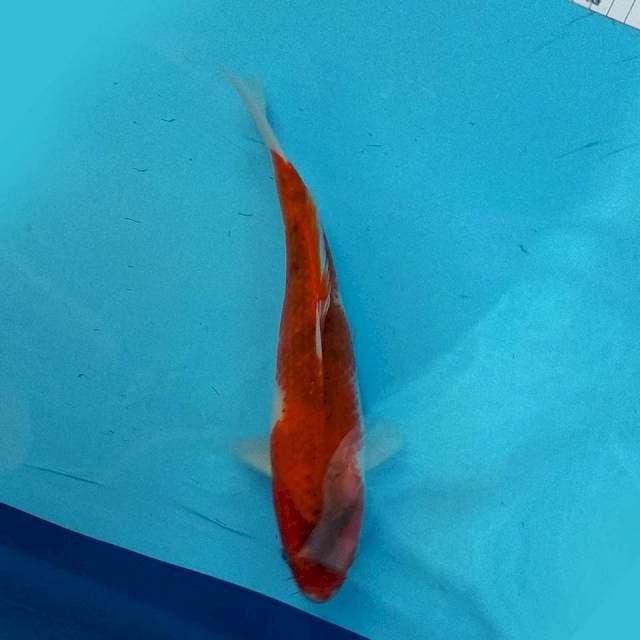 Goromo 28cm
