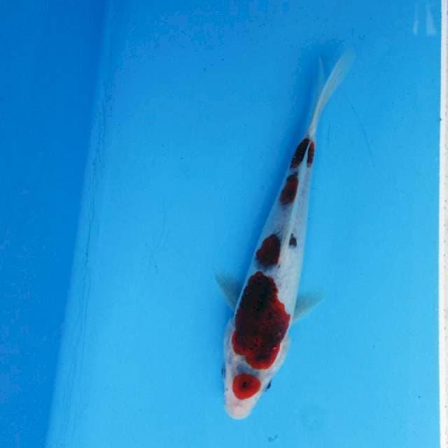 Maruten Goromo