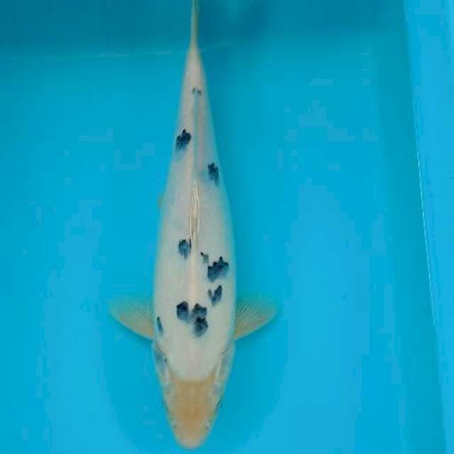 BEKKO 34 CM