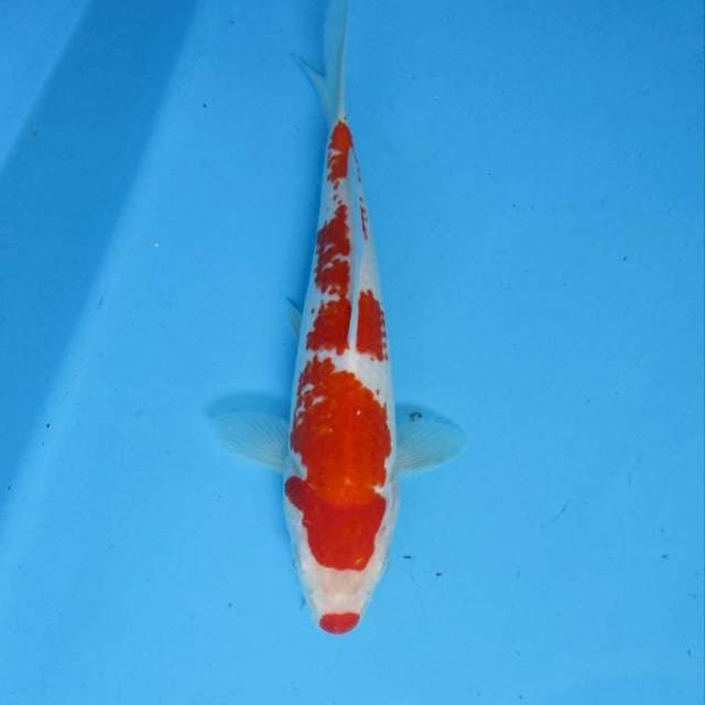 SQ - Kohaku kucibeni original