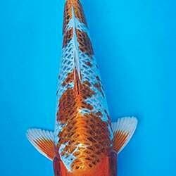 KUJAKU 26-30 CM